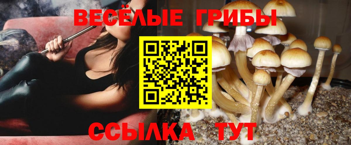 Псилоцибиновые грибы Cubensis Корсаков